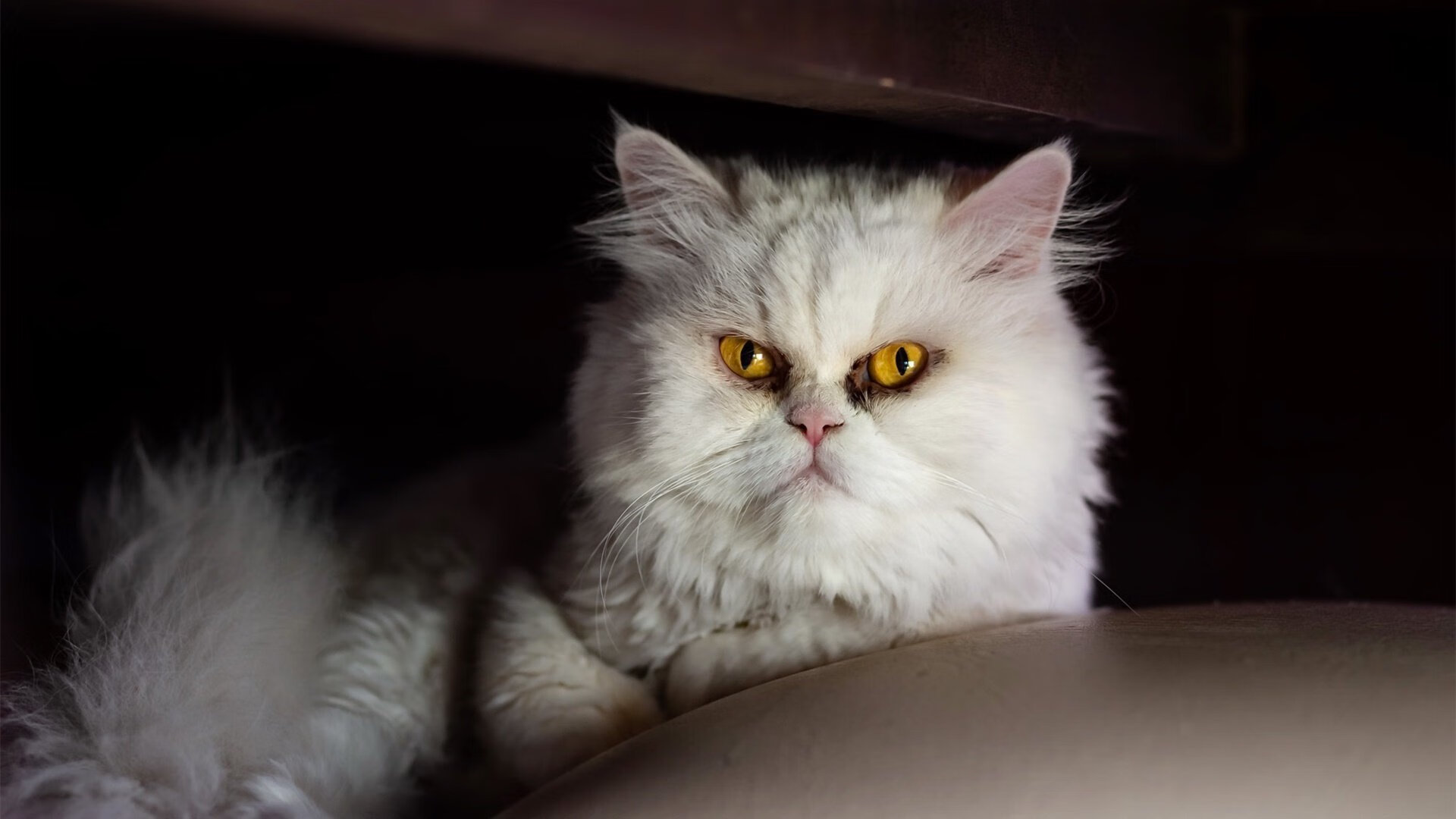 塞内加尔男足在巴黎奥运会比赛中获得银牌，创历史，奥运会塞内加尔出场