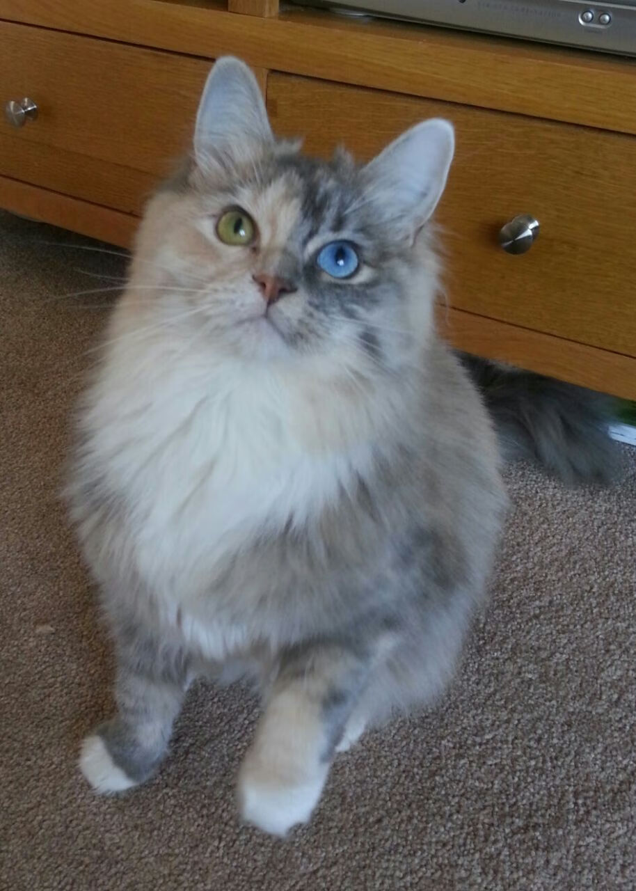 弗洛伦丁镶嵌绝杀，带领阿森纳夺冠梦，弗洛伦汀