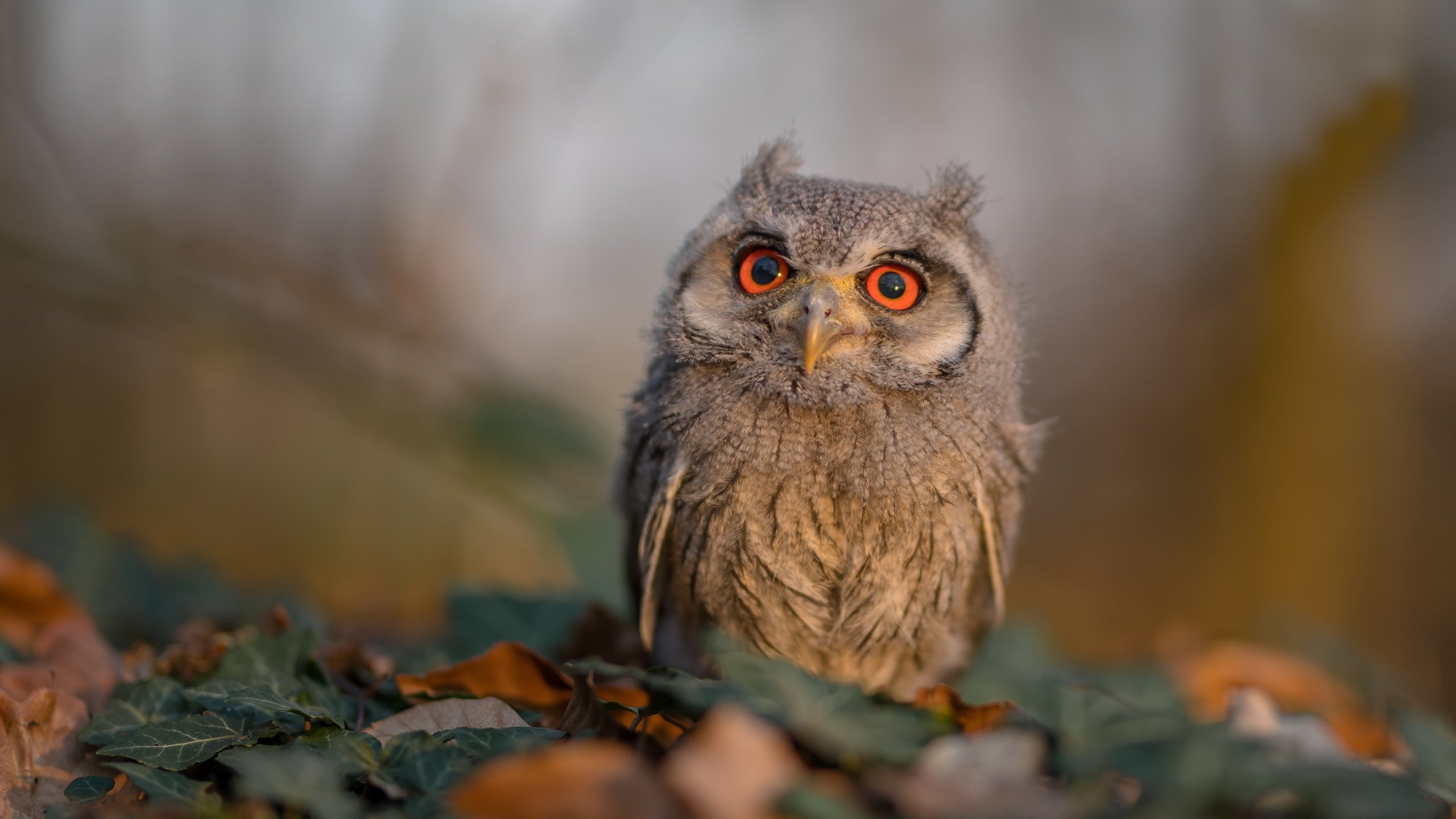 赛艇锦标赛：水上速度与耐力的较量，赛艇比赛规则
