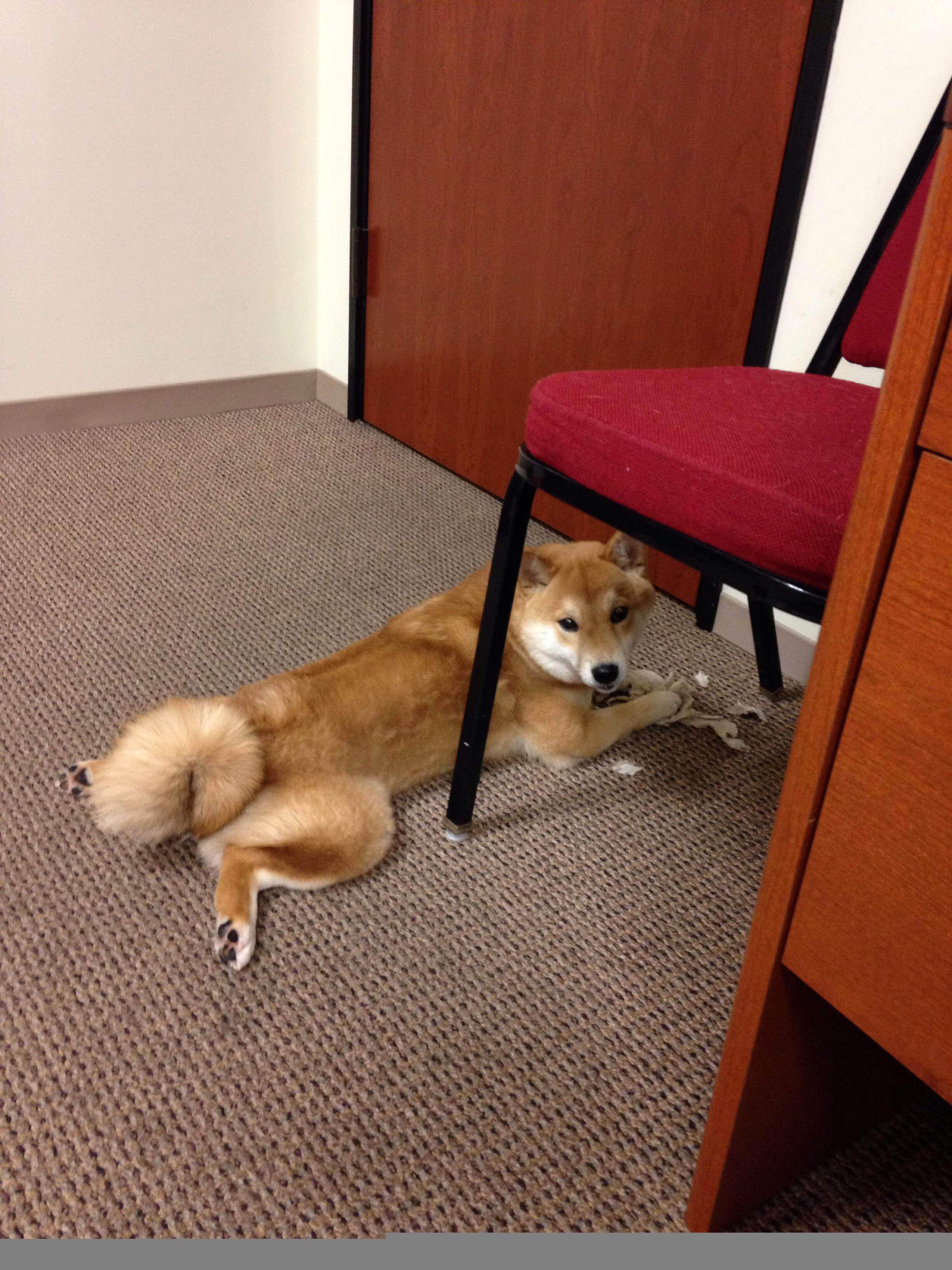 首次公开赛：新人与老将的精彩碰撞，新人赛2021