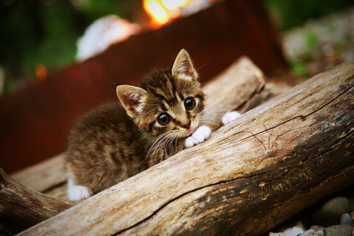 CBA总决赛G5，辽宁封王成功卫冕，cba总决赛辽宁专场