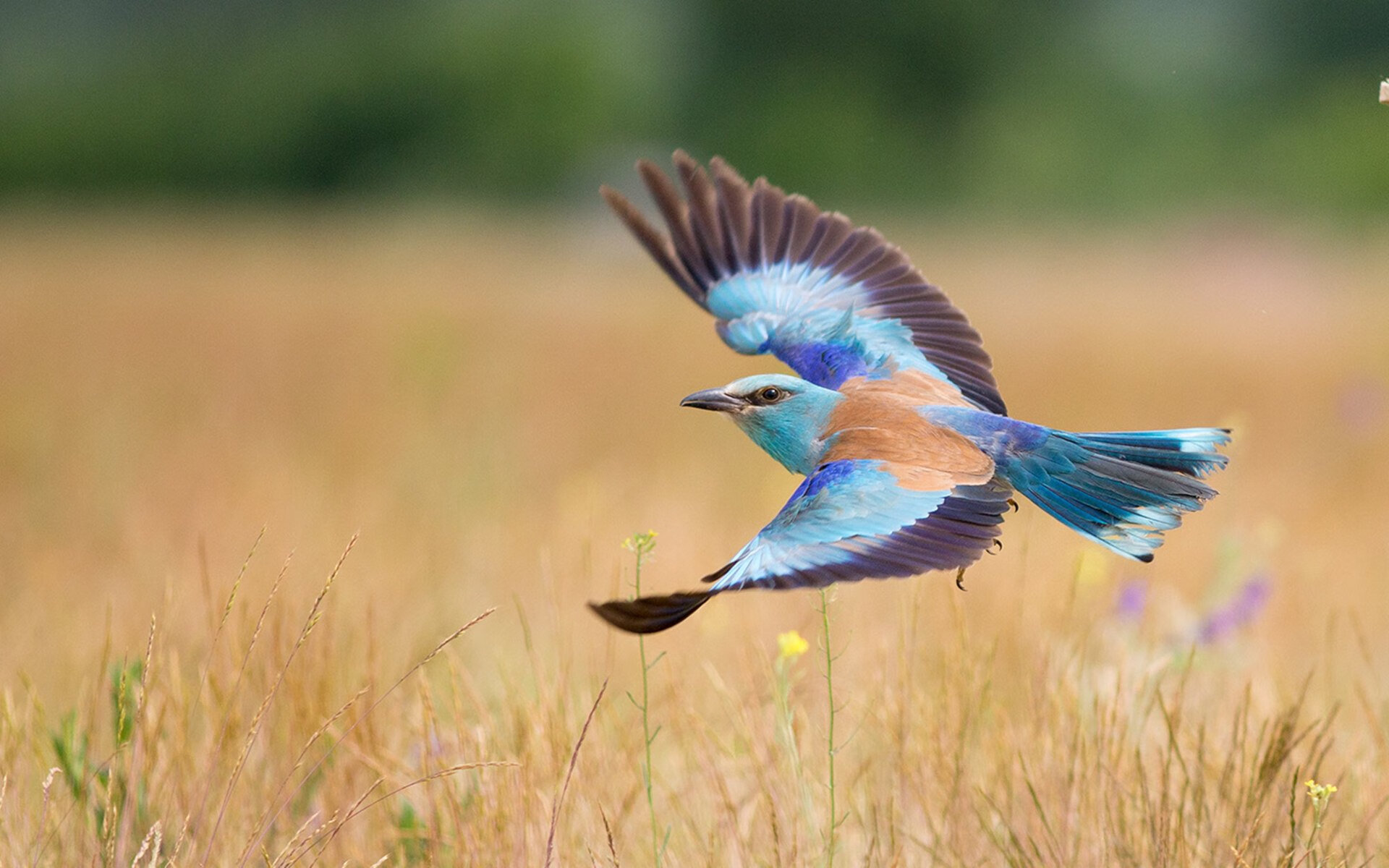 中国足球的球员伤病管理体系，足球运动员伤病类型
