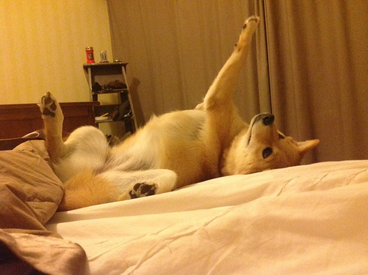 博卡青年连胜纪录刷新，博卡青年主场叫什么