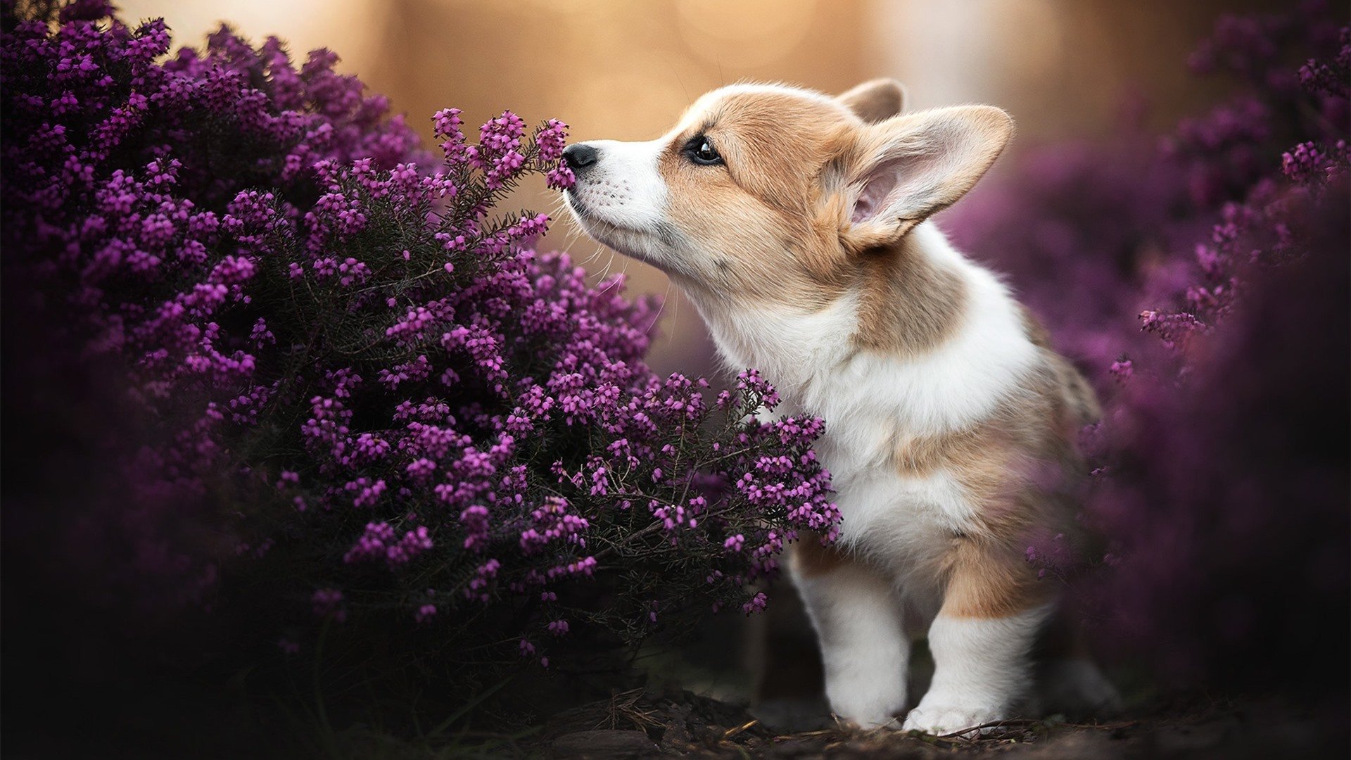 球队是否应建立退役球员顾问机制，球队退役队员词