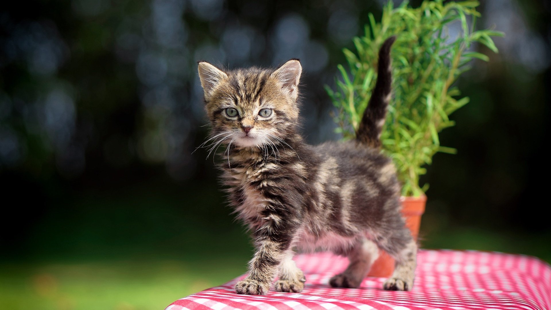 中超边路战术反复使用频率对比图，中超边前卫