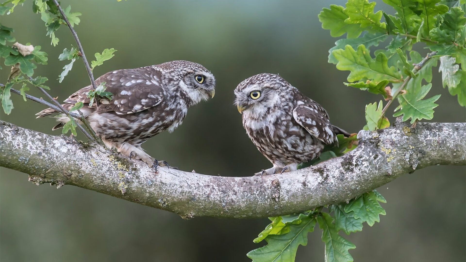 博塔弗戈核心中场失误导致丢球，博塔弗戈对福塔雷萨