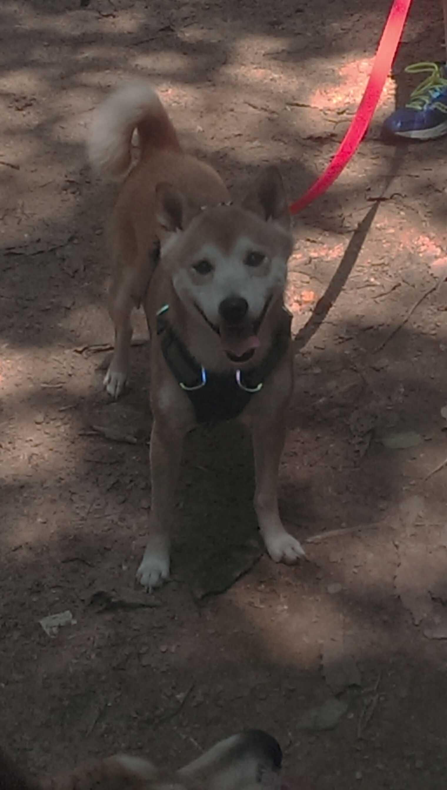 波兰队赛场表现解读：如何在国际乒联混合团体世界杯中取得成功