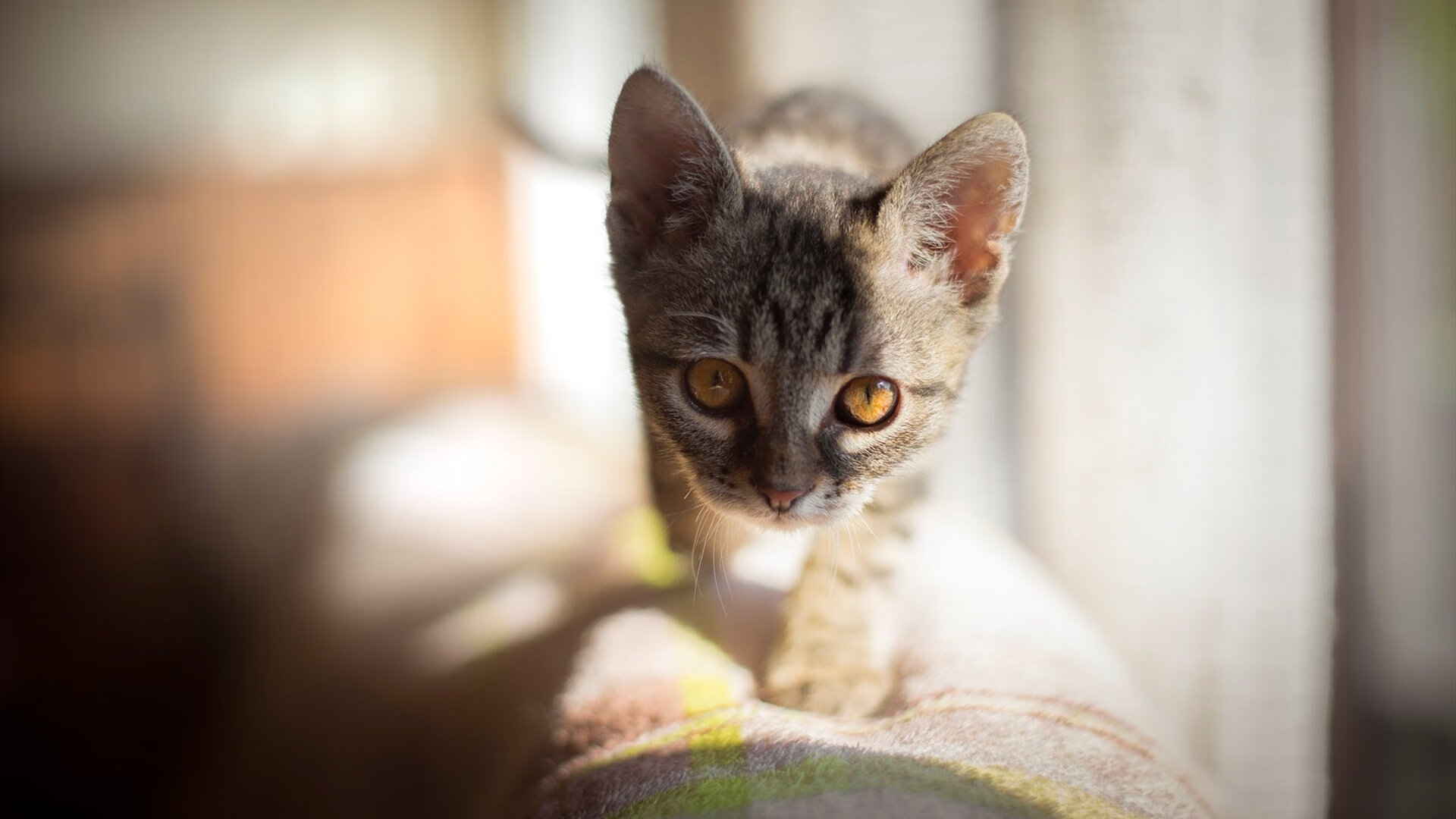 波兰队赛场表现解读：如何在国际乒联混合团体世界杯中取得成功