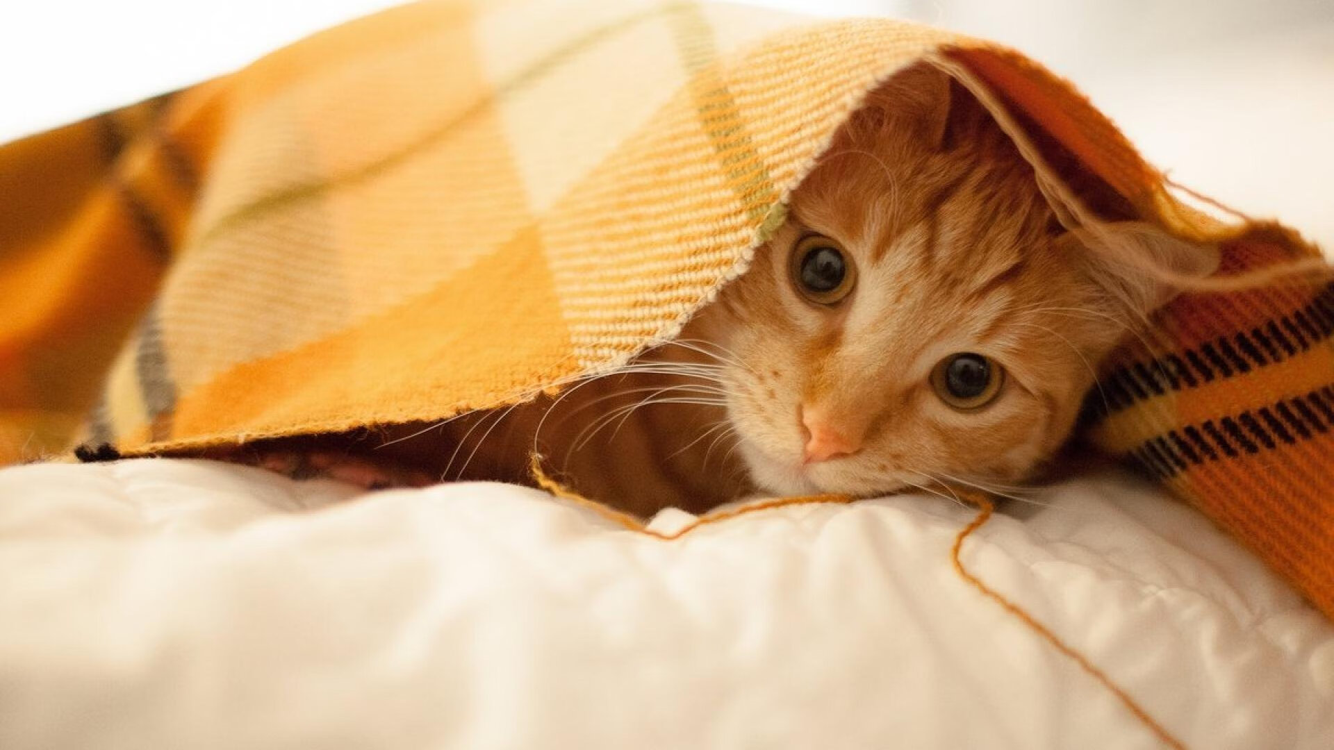 职业联赛赛程密集加强球员轮换策略研究，五大联赛换人规则