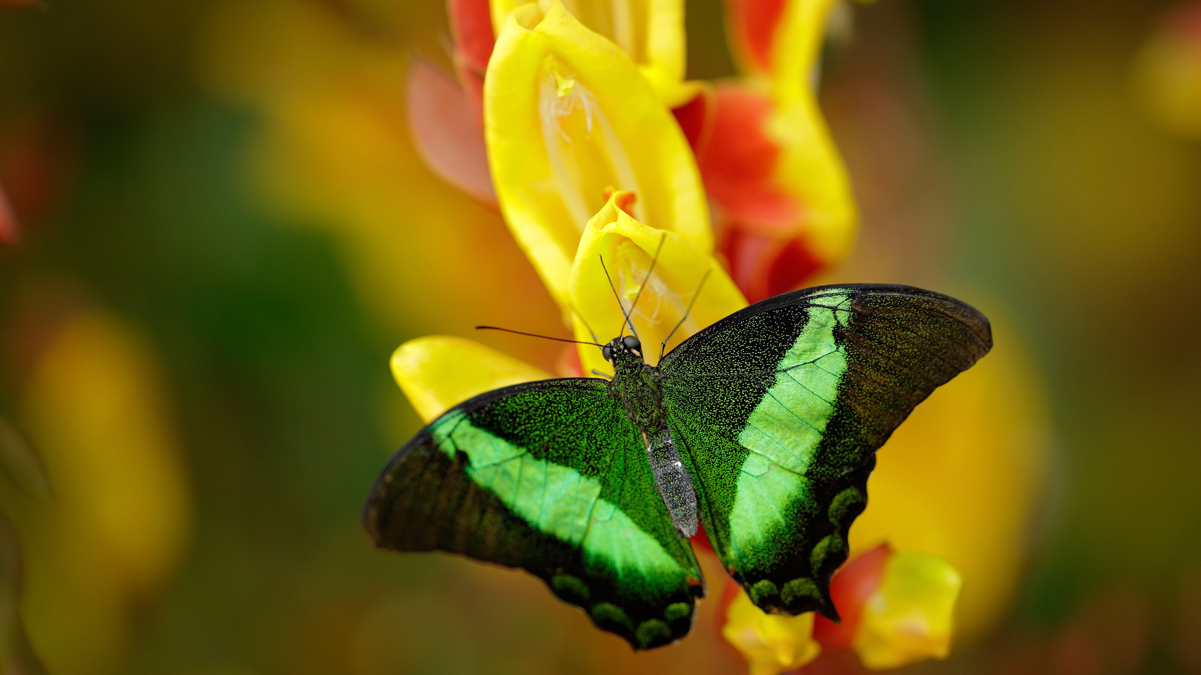 雷霆签下潜力中锋备战常规赛，雷霆主力队员